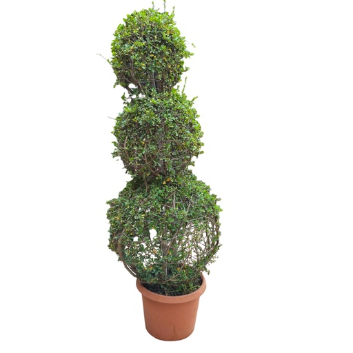 Malpighia coccigera 3 round ball