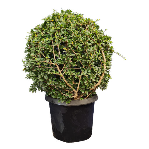 Malpighia coccigera round ball