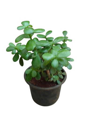 Green Jade Plant,Crassula Ovata