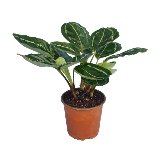 Calathea veitchiana green