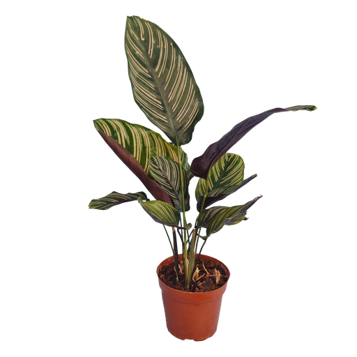 Calathea ornata
