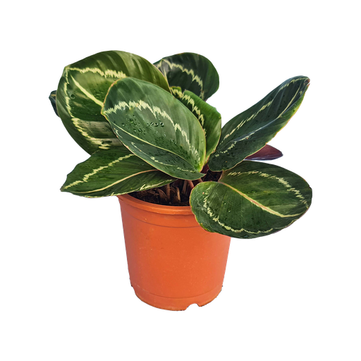 Calathea roseopicta eclipse
