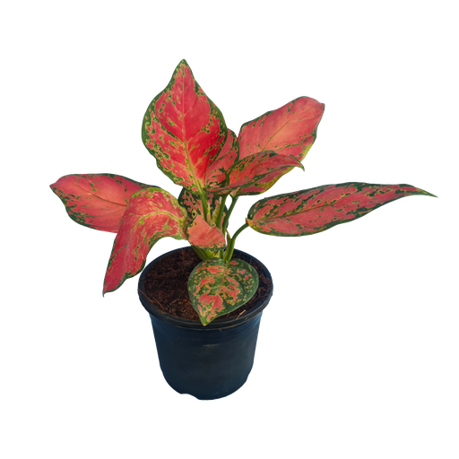 Aglaonema lady valentine