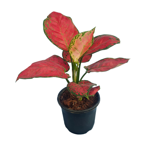 Aglaonema beauty