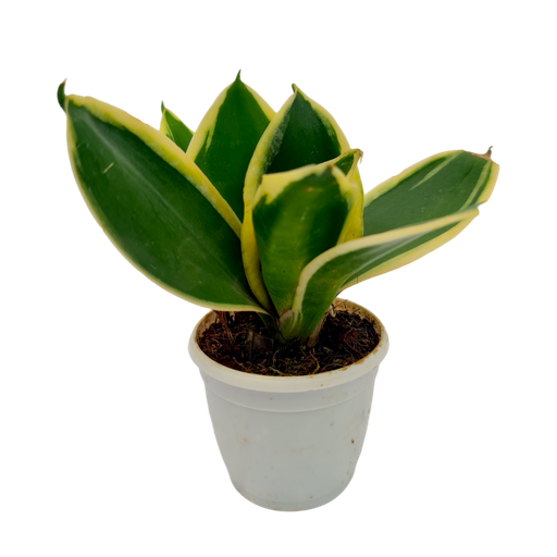 Snake plants, Sansevieria trifasciata lotus