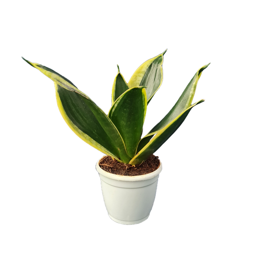 Snake plants, Sansevieria futura superba