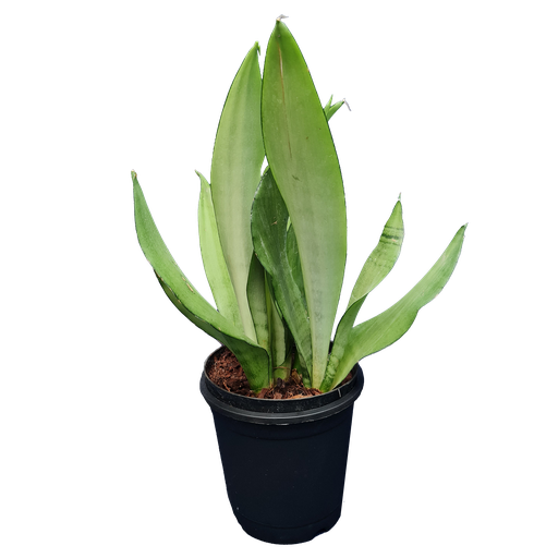 Snake plants, Sansevieria moonshine