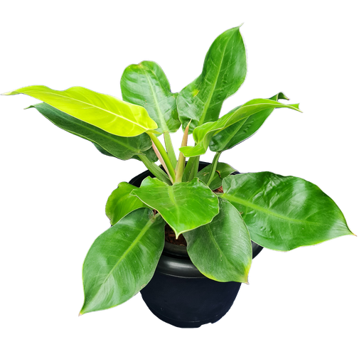 Philodendron moonshine