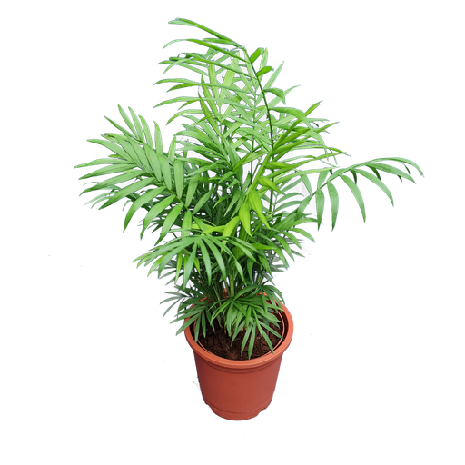 Parlor palm, Chamaedorea elegans