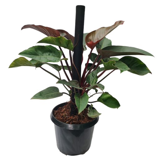 Philodendron “Imperial Red”
