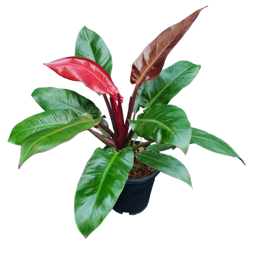 Philodendron sun red