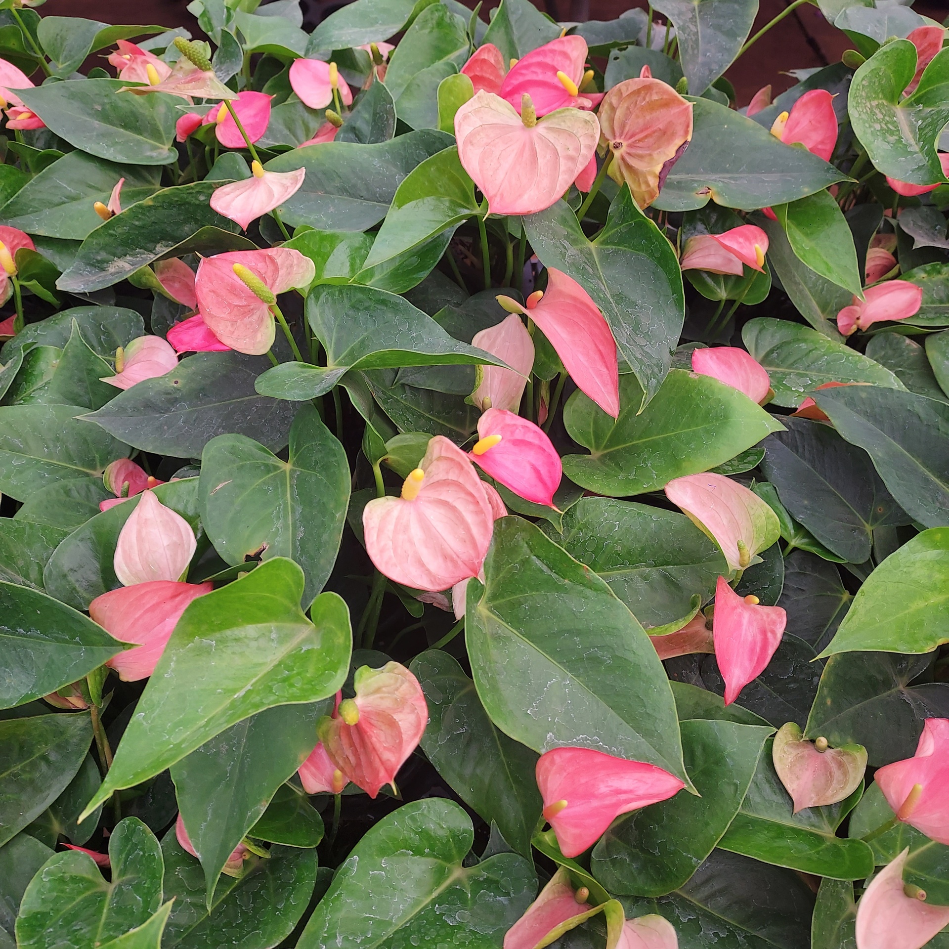 Anthurium andraeanum Pink | Tropical Elegance