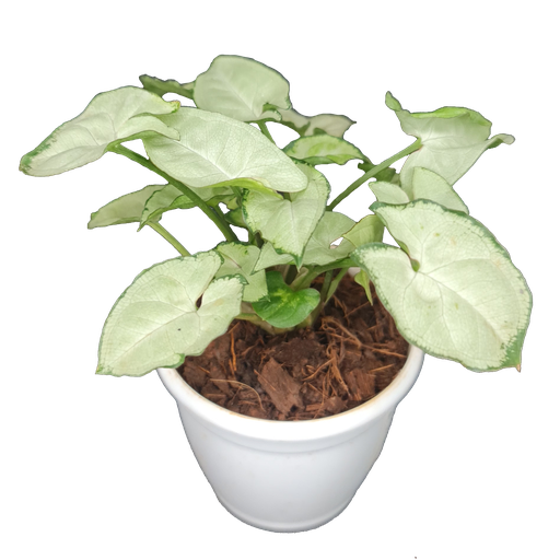 Syngonium podophyllum white butterfly