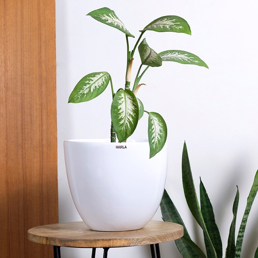 Pot Echoing Eternity Slim Medium