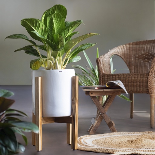 Pot Gleaming Stars with Stand