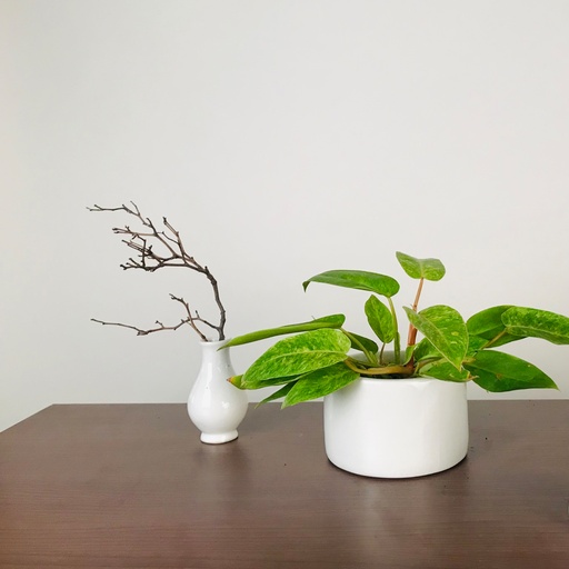 Pot Lilac Stories Bowl