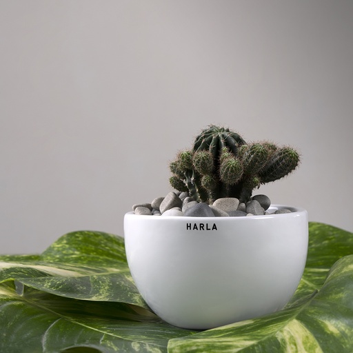 Pot Natures Hum Fat