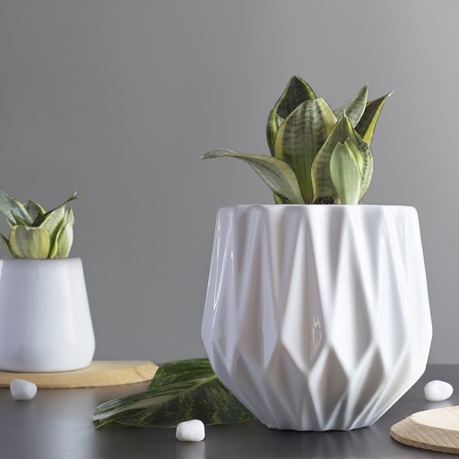 Pot Precious Horcrux Medium