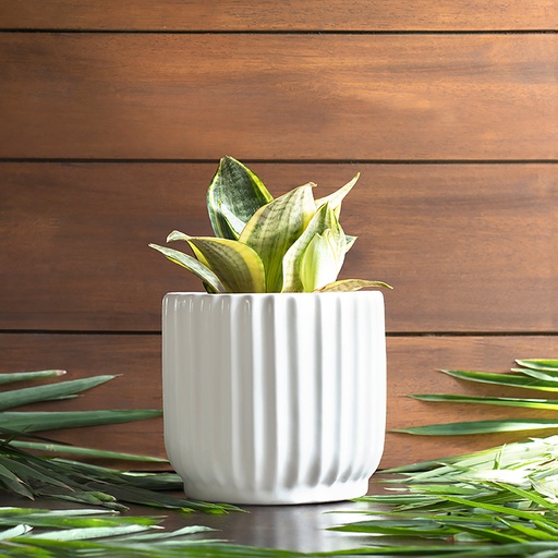 Pot Pheonix Small