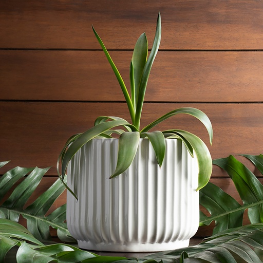 Pot Pheonix Medium