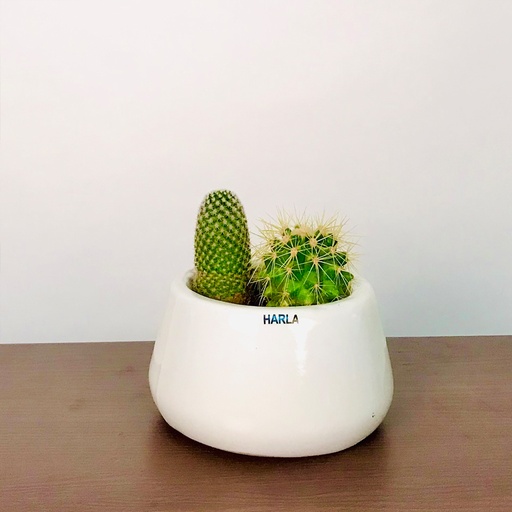 Pot Tulip Fantasy Bowl