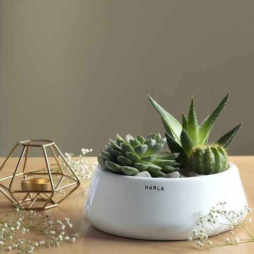 Pot Tulip Fantasy Flat
