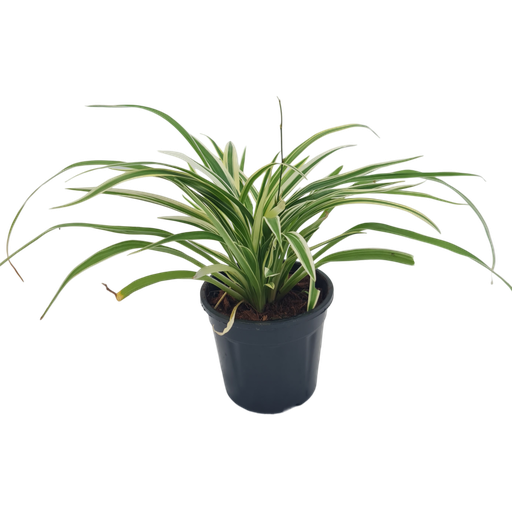 Spider Plant, Chlorophytum comosum Ocean