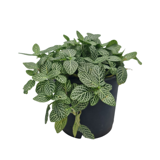 Nerve plant, Fittonia albivenis
