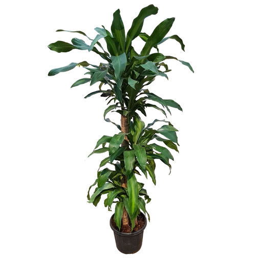Mass cane plant, Dracaena fragrans ‘Massangeana’
