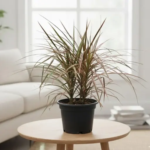 Dracaena marginata tricolor