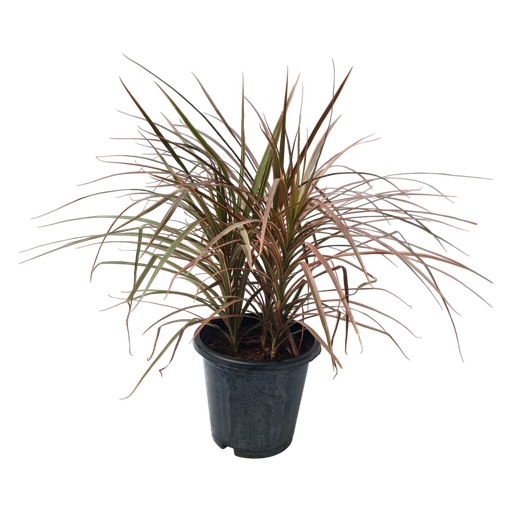 Dracaena marginata tricolor