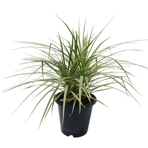 [PLFP DRBI PT 0021 6.5L H030] Dracaena marginata bicolor