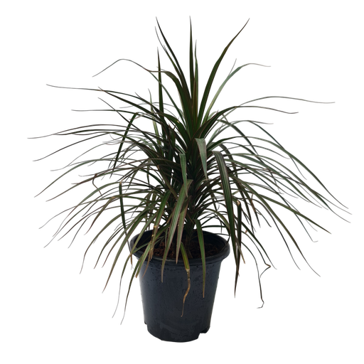 [PLFP DRBL PT 0021 6.5L H030] Dracaena marginata black