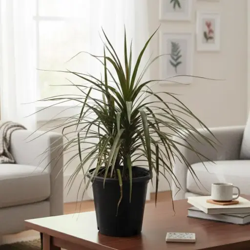 [PLFP DRBL PT 0021 6.5L H030] Dracaena marginata black