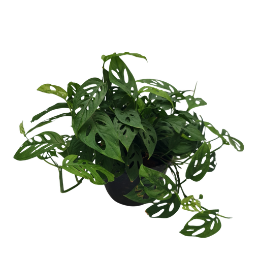 Swiss cheese plant, Monstera adansonii