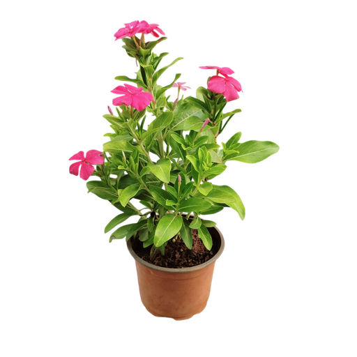 Sadaphuli, Vinca, Catharanthus roseus