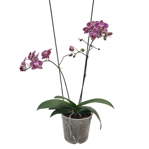 Orchids, Phalaenopsis hybrids