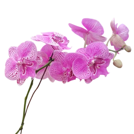 Orchids, Phalaenopsis hybrids