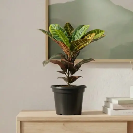 क्रोटन पेट्रा, कोडियानेयम व्हॅरिएगॅटम