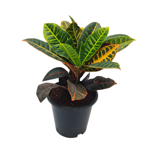 Croton petra, Codianeum variegatum