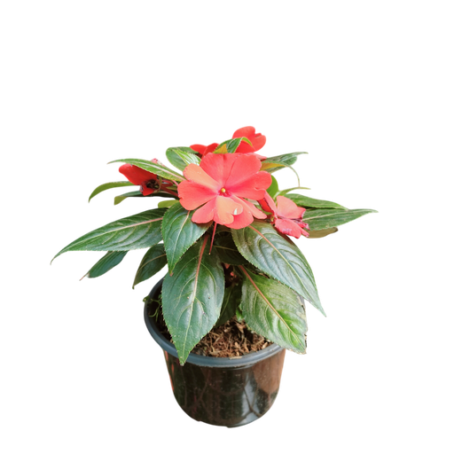 [PLAN IMNG PT 0013 1.6L H015] Impatiens hawkeri, New guinnea impatiens