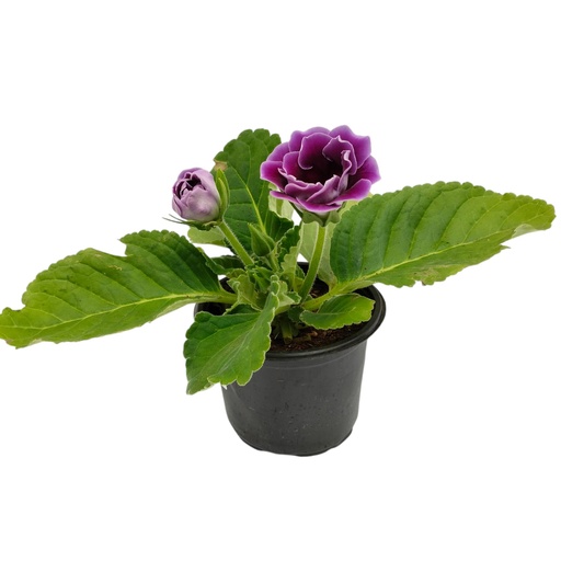 [PLAN GLIN  PT 0013 1.6L] Gloxinia, Gloxinia ingrijire