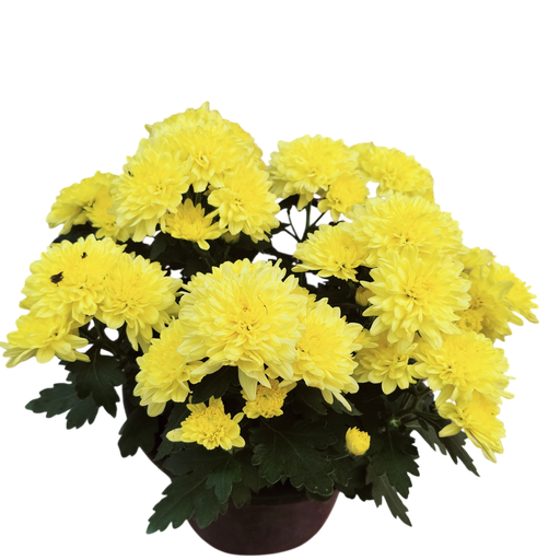 Shevanti mix, Chrysanthemum morifolium