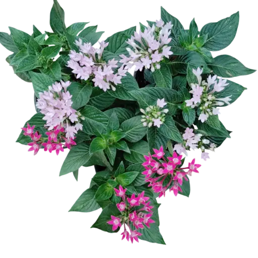 Super Pentas, Pentas lanceolata Mix color