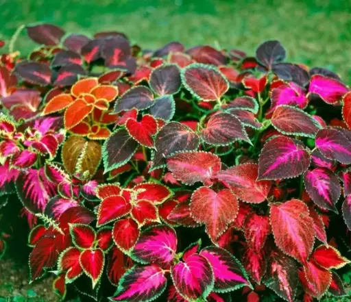 Coleus, Solenostemon scutellarioides