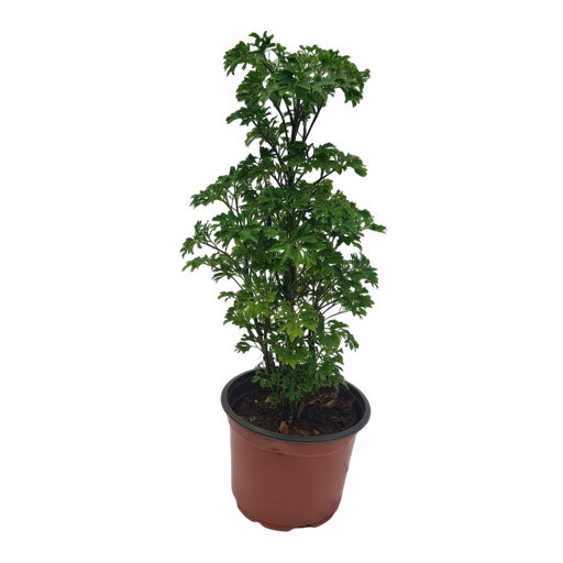 अरेलिया गोल्डन, पॉलिसियास गोल्डन