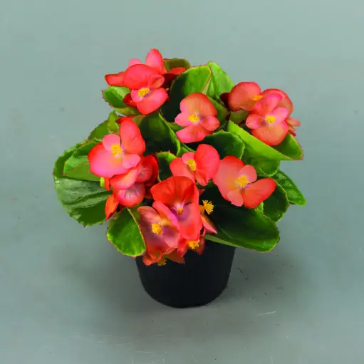 [PLAN BESE PT 0013 1.6L H015] Begonia semperflorens