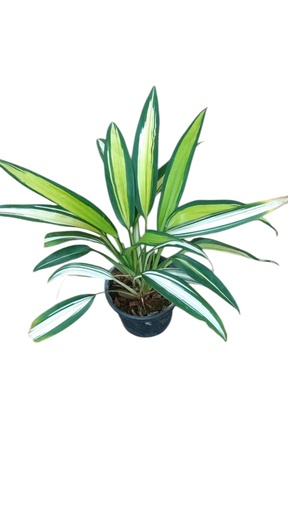 [PLFP CHCL PT 0010 785ml] Spider plant, Chlorophytum comosum lemon