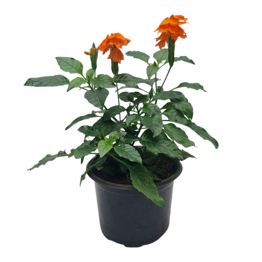 Aboli, Crossandra infundibuliformis