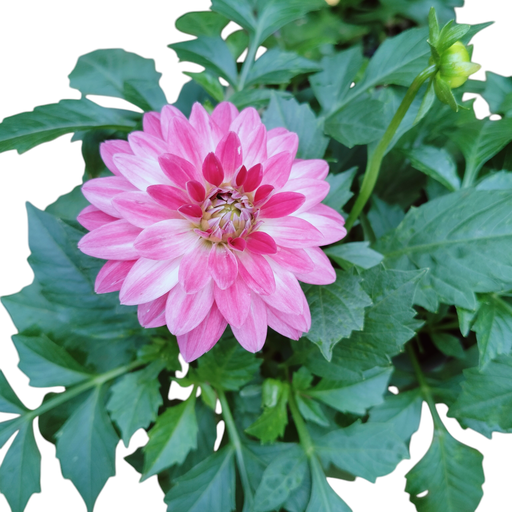 [PLAN DAPI PT 0015 2.2L H015] Dahlia , Dahlia pinnata